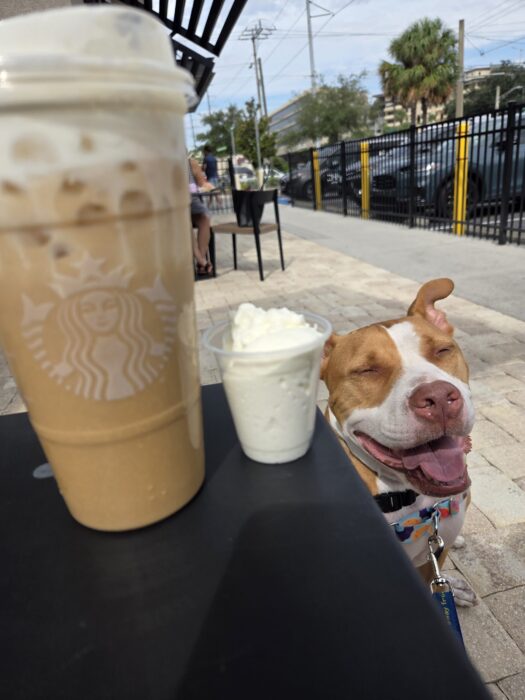 Pet Chaperone in West Tampa Florida and Pet Transportation in Pinellas County Florida. Pet guardian service to provide pet support pet company to their pet appointment, pet event, and pet enrichment activity. Top pet companion and best pet nanny service. Top pet destinations include grooming, pet daycare, pet sitter, pet dental care, and pet doctors like a vet clinic ride and animal hospital pet watch.