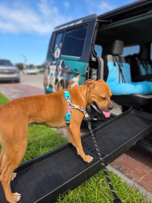 Pet Transportation in West Tampa Florida and Pet Transportation in Pinellas County Florida. Pet taxi service that drives fur babies to their pet appointment, pet event, and pet enrichment activity. Top pet travel and best pet transportation service. Top pet destinations include grooming, pet daycare, pet sitter, pet dental care, and pet doctors like a vet clinic ride and animal hospital ride.