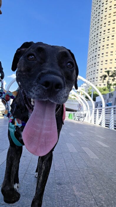 Pet Chaperone in West Tampa Florida and Pet Transportation in Pinellas County Florida. Pet guardian service to provide pet support pet company to their pet appointment, pet event, and pet enrichment activity. Top pet companion and best pet nanny service. Top pet destinations include grooming, pet daycare, pet sitter, pet dental care, and pet doctors like a vet clinic ride and animal hospital pet watch.